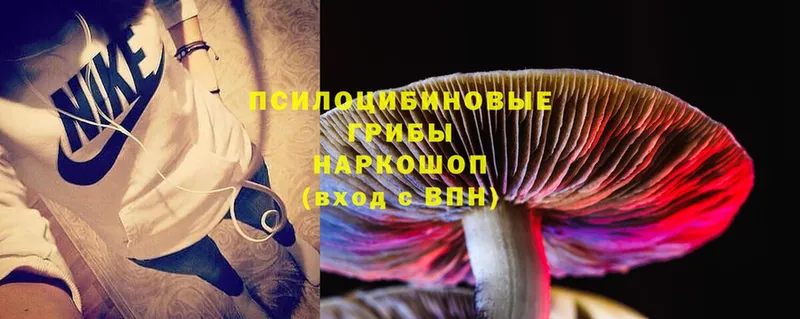 наркотики  Волоколамск  Галлюциногенные грибы Psilocybe 